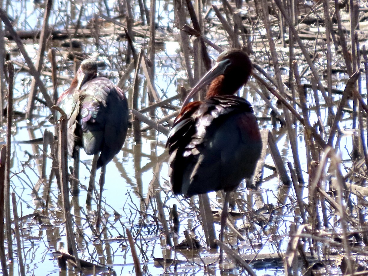 Glossy Ibis - ML334410331