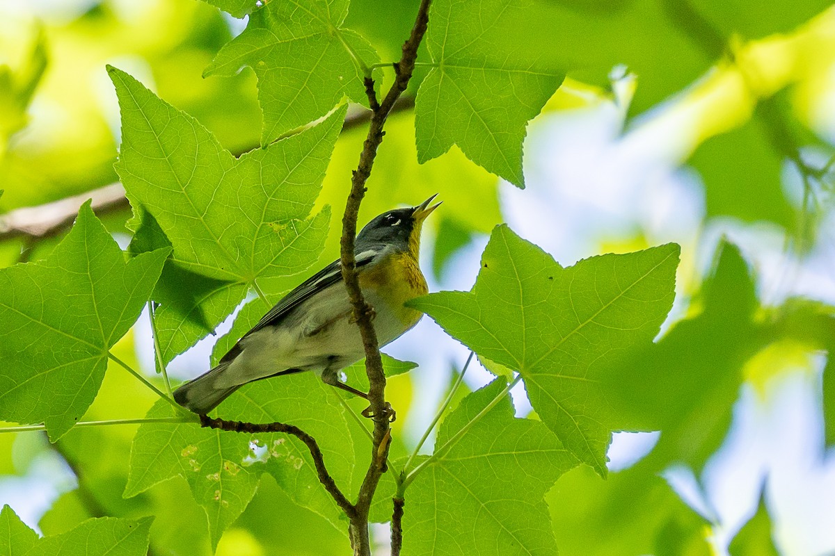 Northern Parula - ML334410421