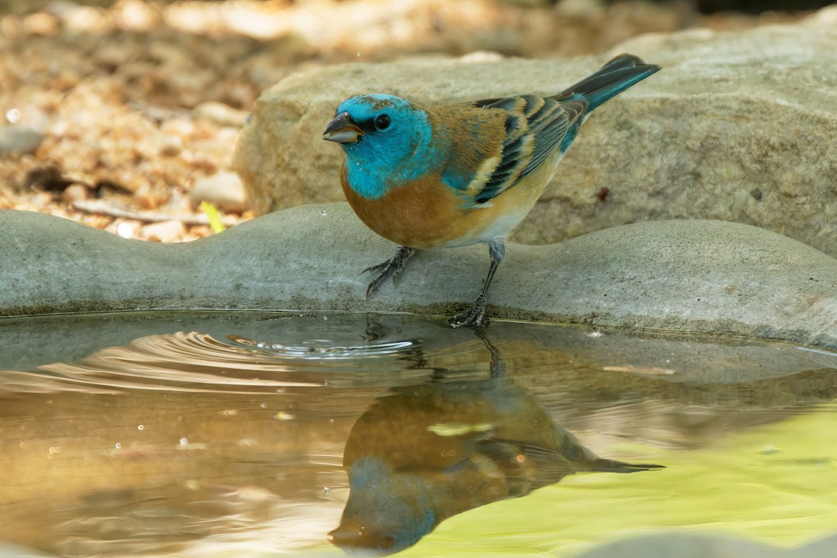 Lazuli Bunting - ML334411341