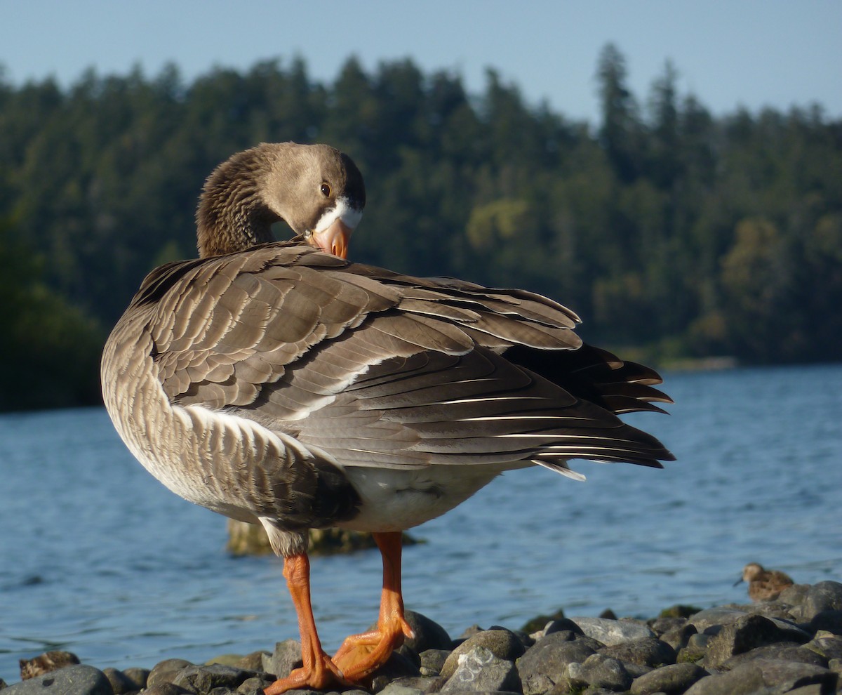 Greater White-fronted Goose - ML334412621