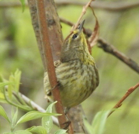 Palm Warbler - ML334413761