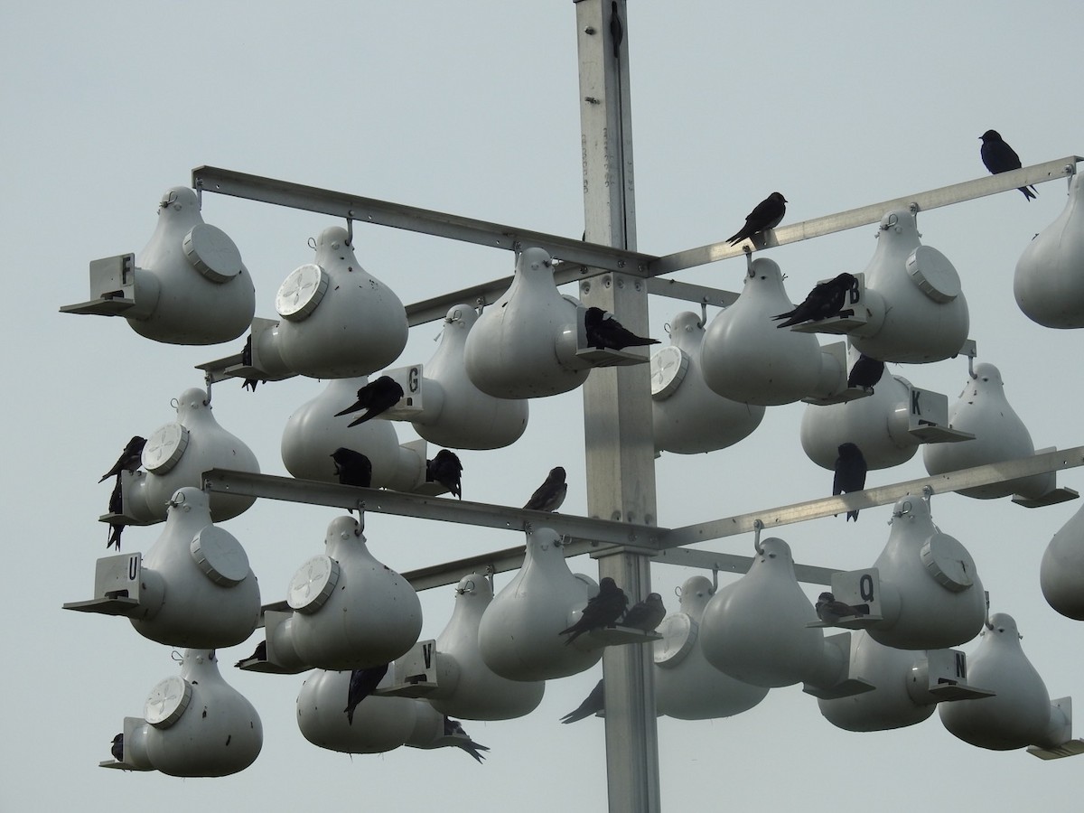 Purple Martin - ML334415091