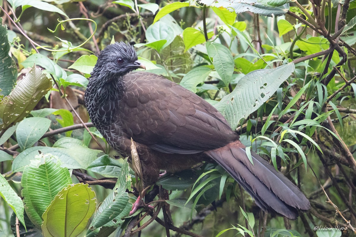 Andean Guan - ML334415191