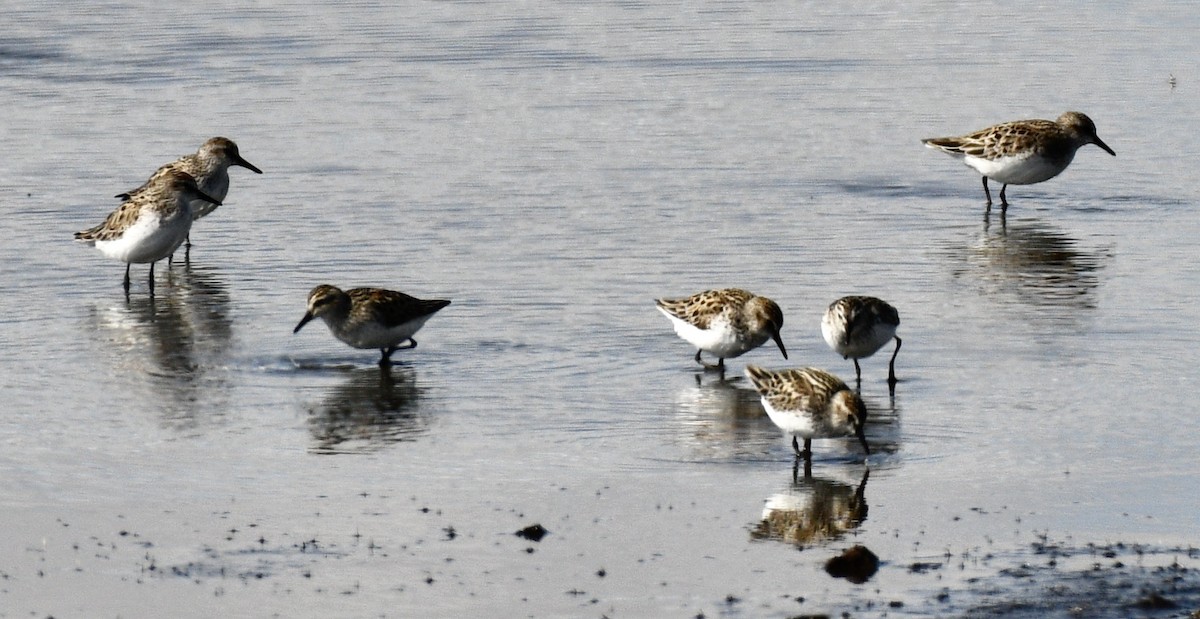 Least Sandpiper - ML334415491