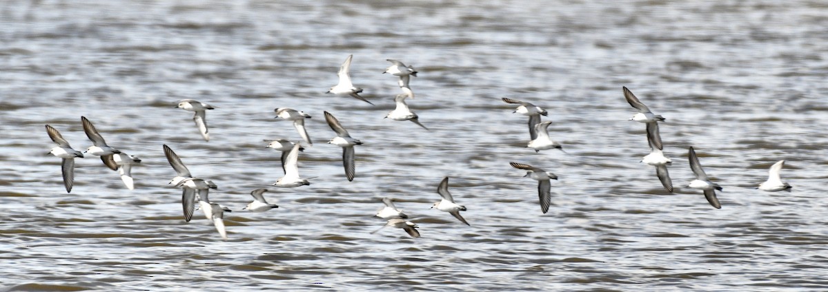 Least Sandpiper - ML334415511