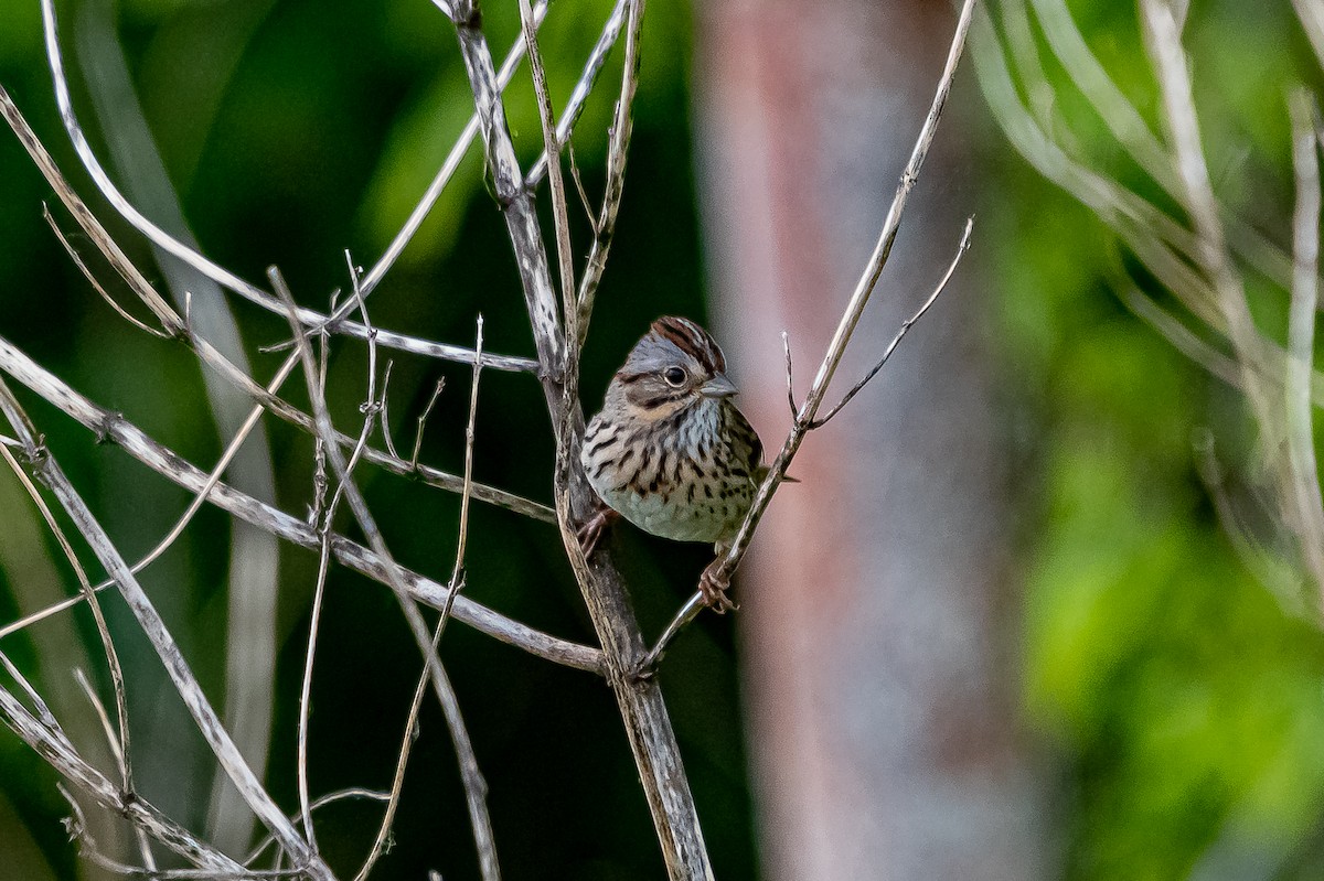 Lincoln's Sparrow - ML334415611