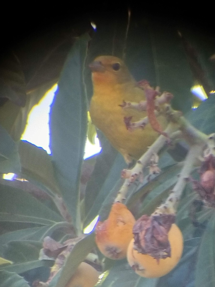 Western Tanager - ML334416021