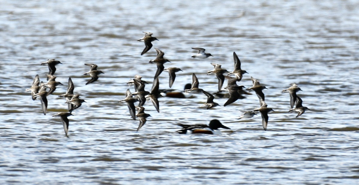 Least Sandpiper - ML334416761