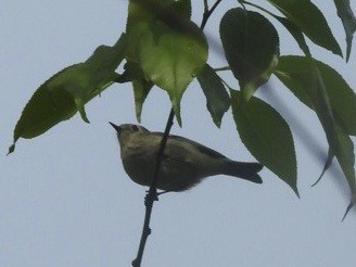 Nashville Warbler - ML334417211