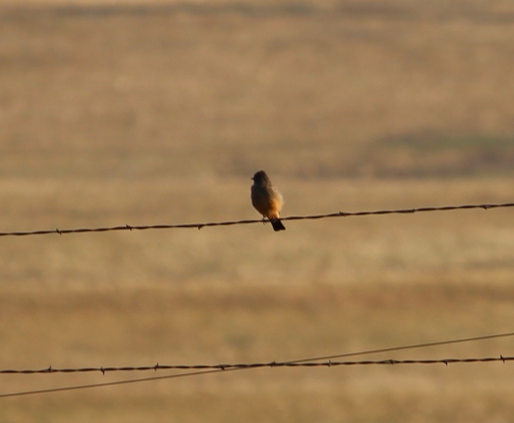 Say's Phoebe - ML33441761