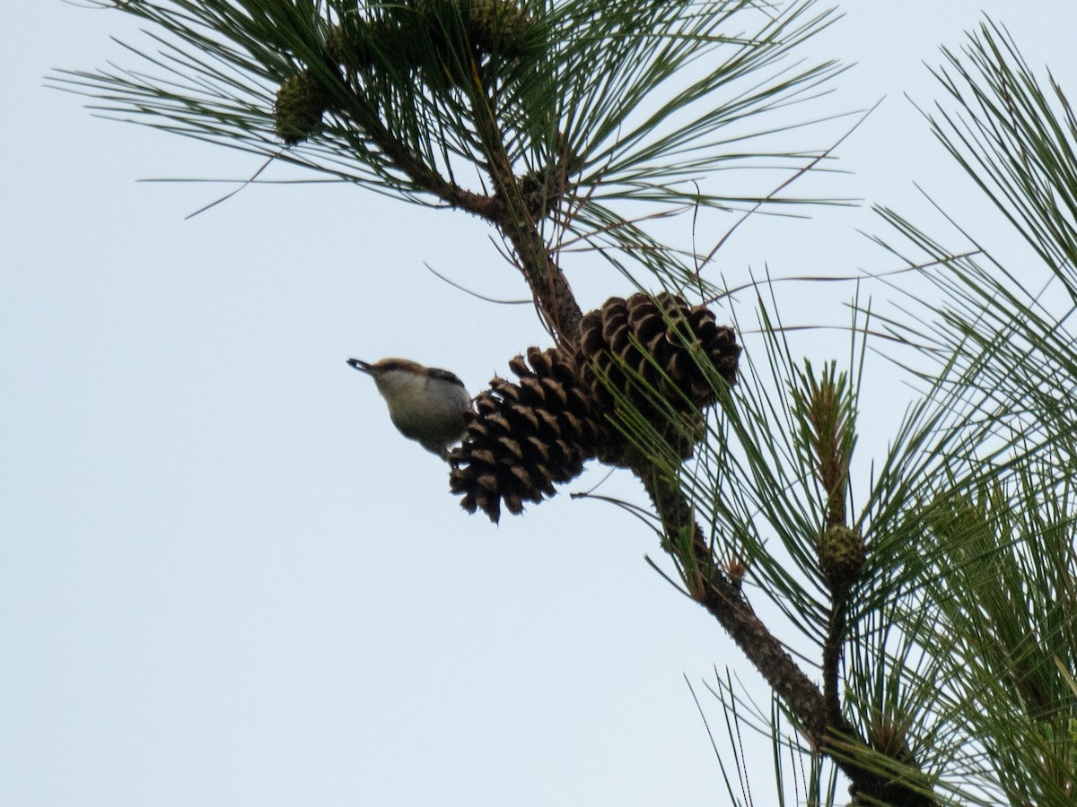 Brown-headed Nuthatch - ML334417781