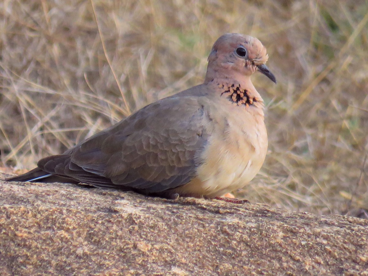 Laughing Dove - ML334417941