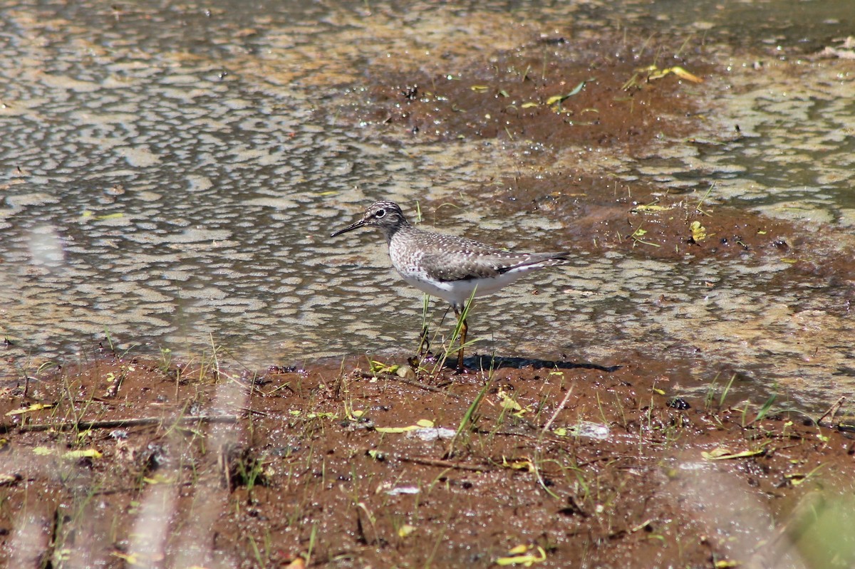 eremittsnipe - ML334419021