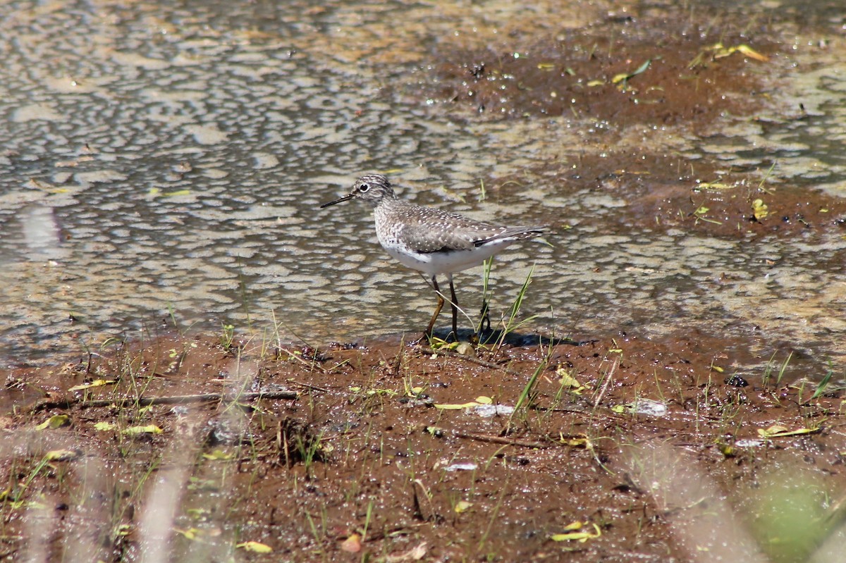 eremittsnipe - ML334419111