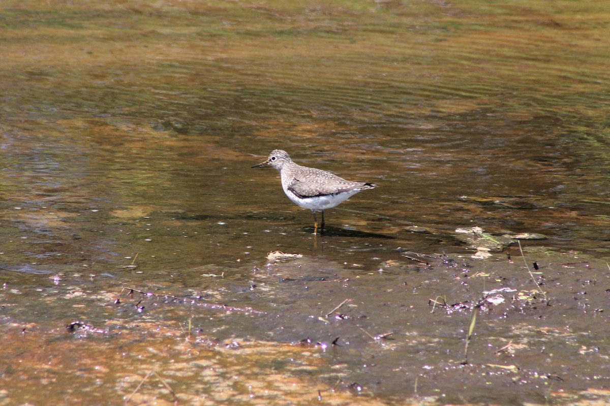 eremittsnipe - ML334419201