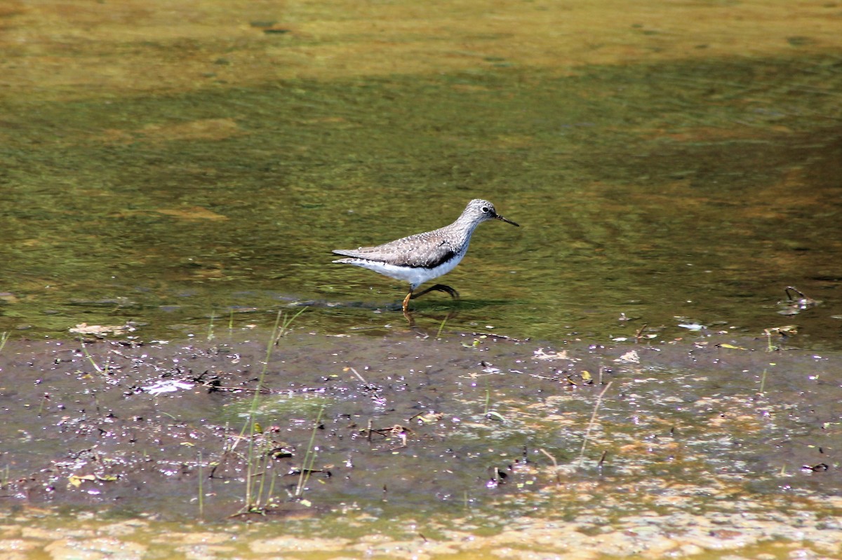 eremittsnipe - ML334419231