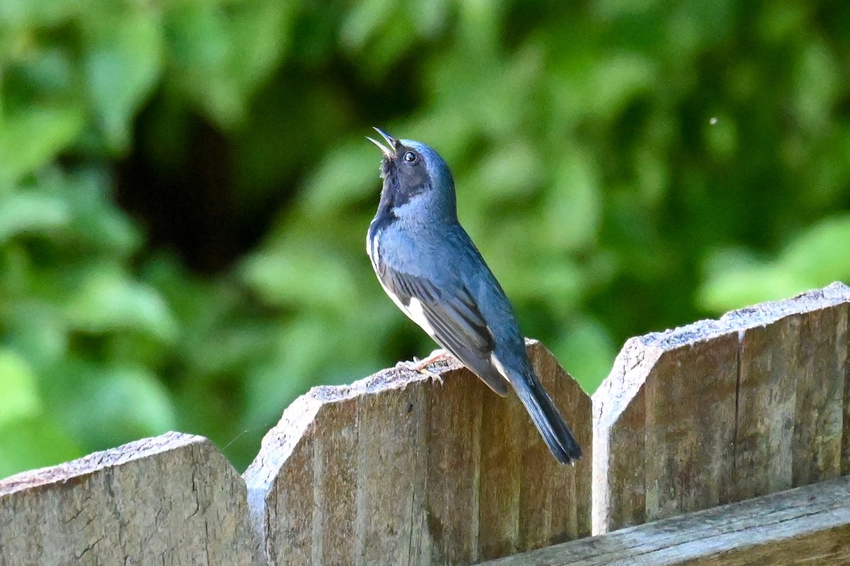 Black-throated Blue Warbler - ML334420551