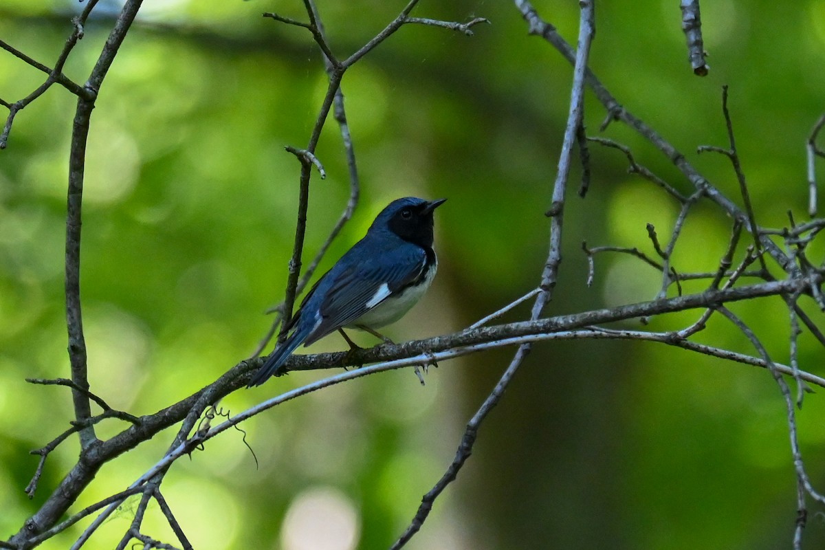Black-throated Blue Warbler - ML334420601