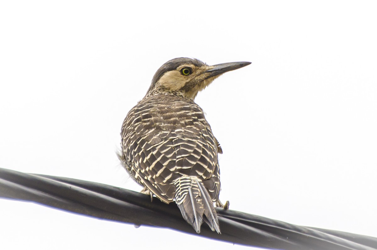 Chilean Flicker - Ximena Carramiñana Collado