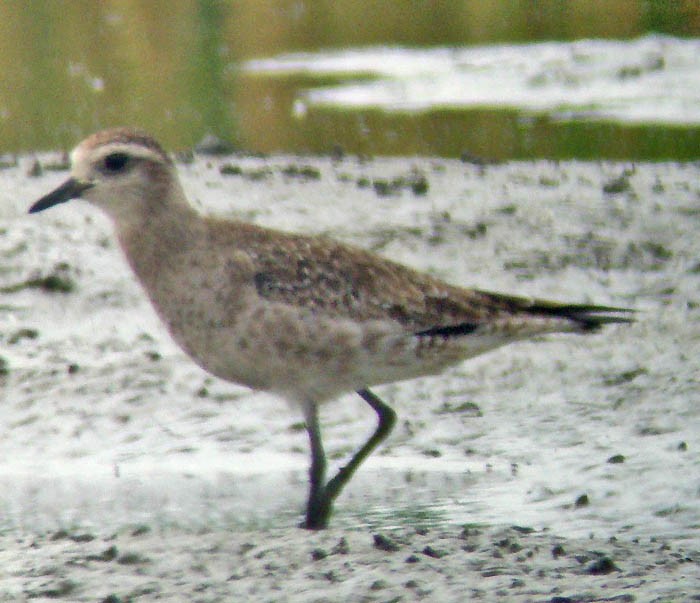 American Golden-Plover - ML33442361