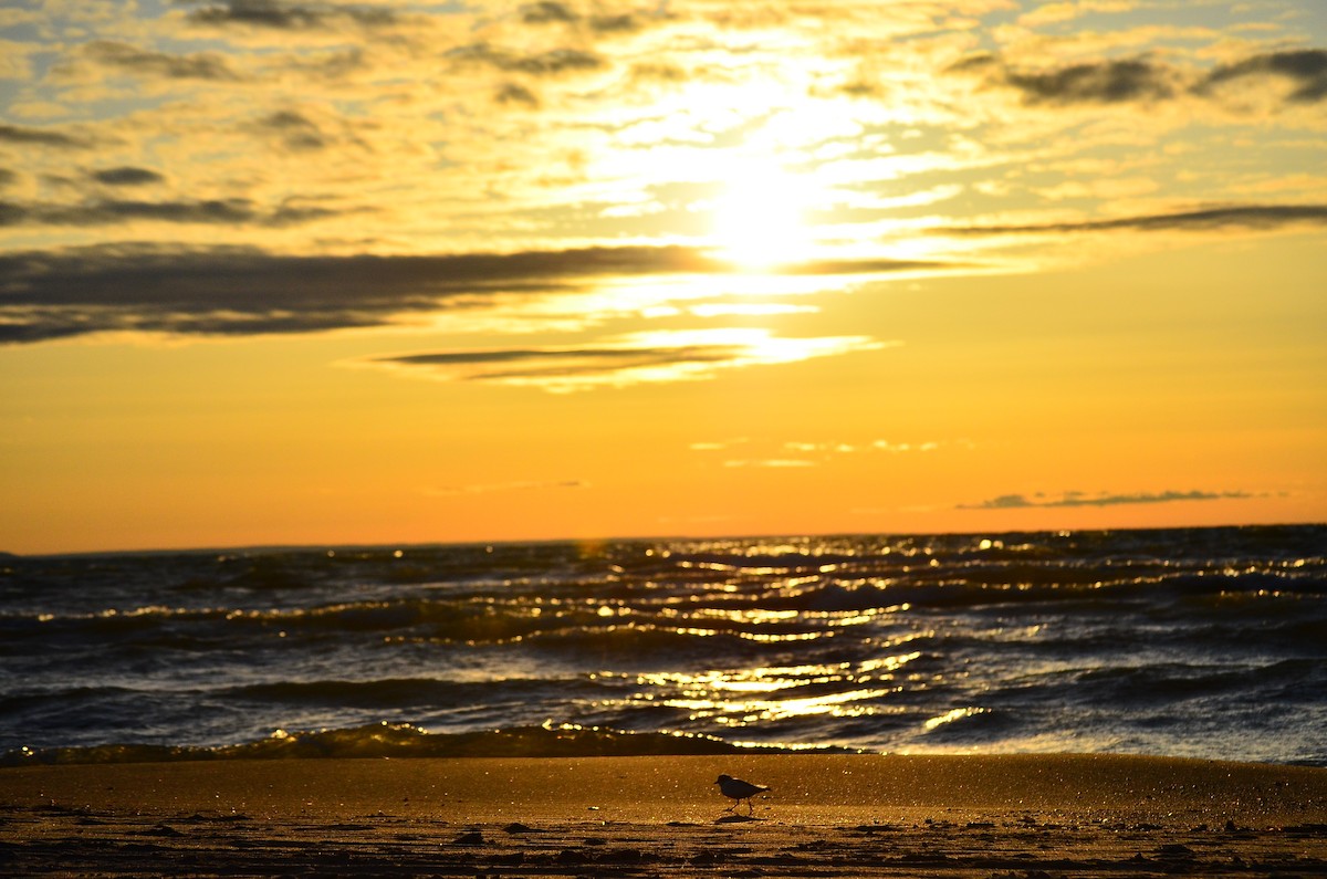Piping Plover - ML334423881