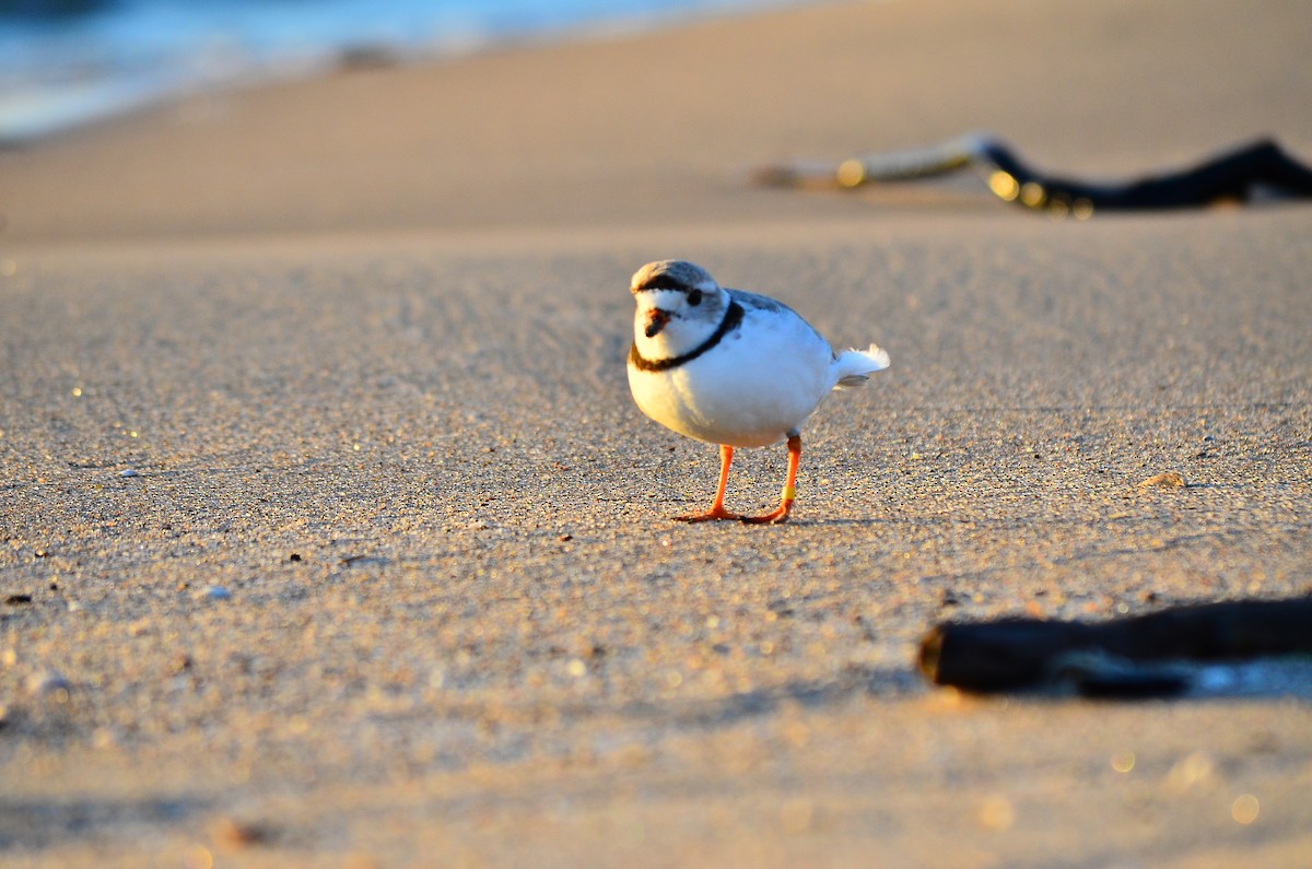 Piping Plover - ML334423891
