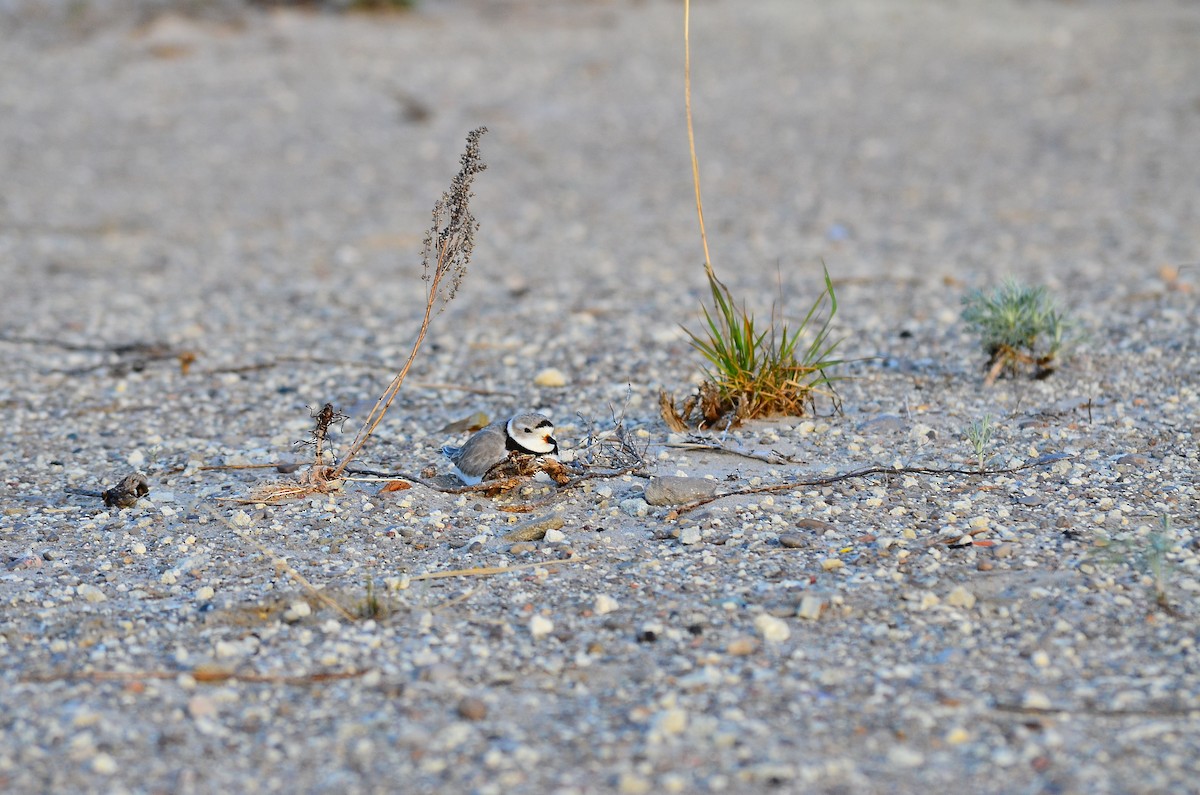 Piping Plover - ML334423951