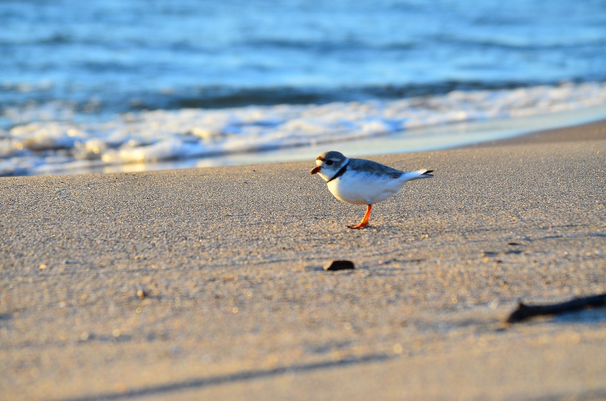 Piping Plover - ML334423961