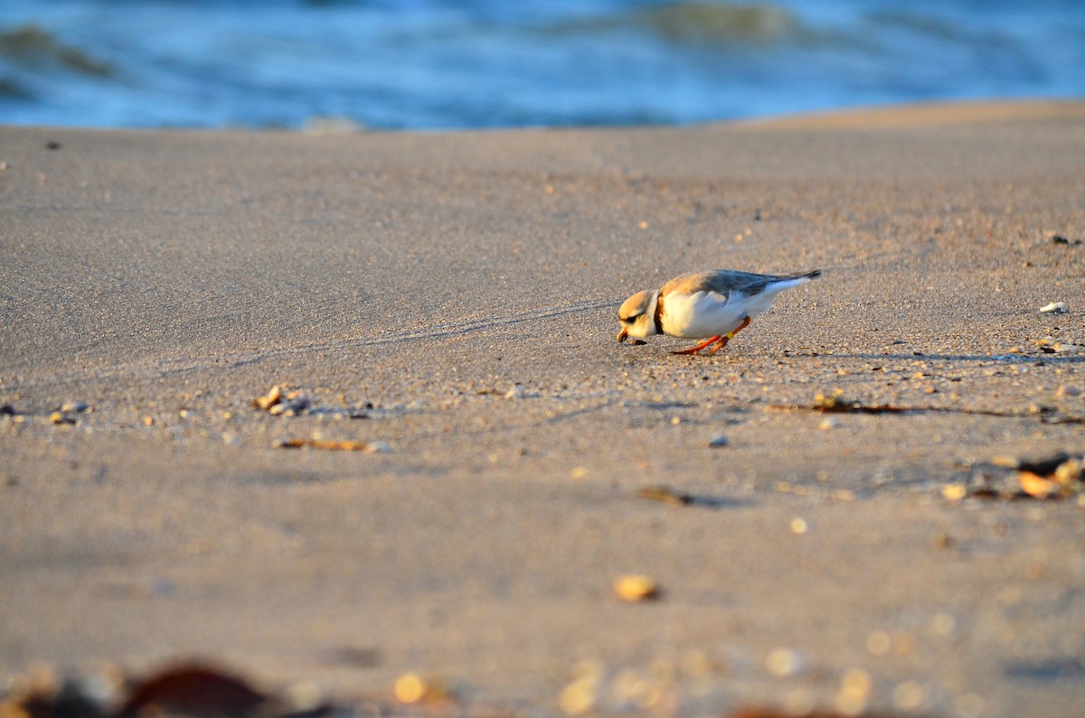 Piping Plover - ML334424001