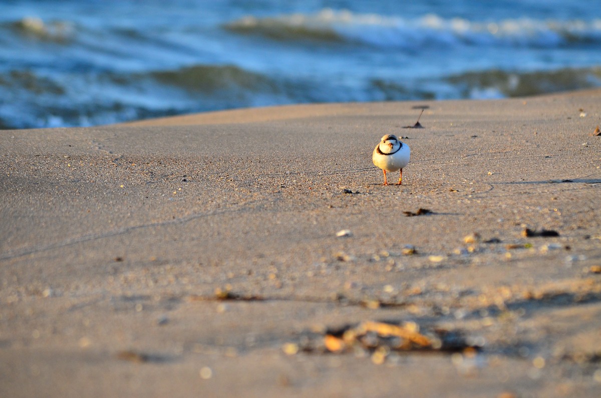Piping Plover - ML334424051