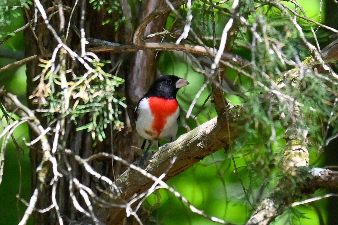 Rose-breasted Grosbeak - ML334424101