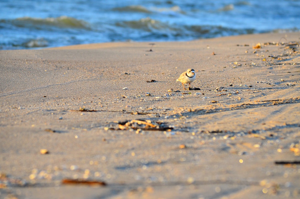 Piping Plover - ML334424141