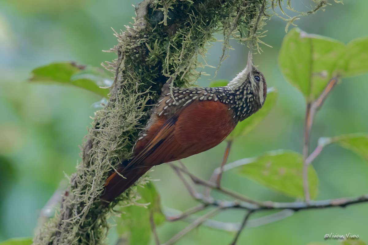 Pearled Treerunner - Vivian Vivas