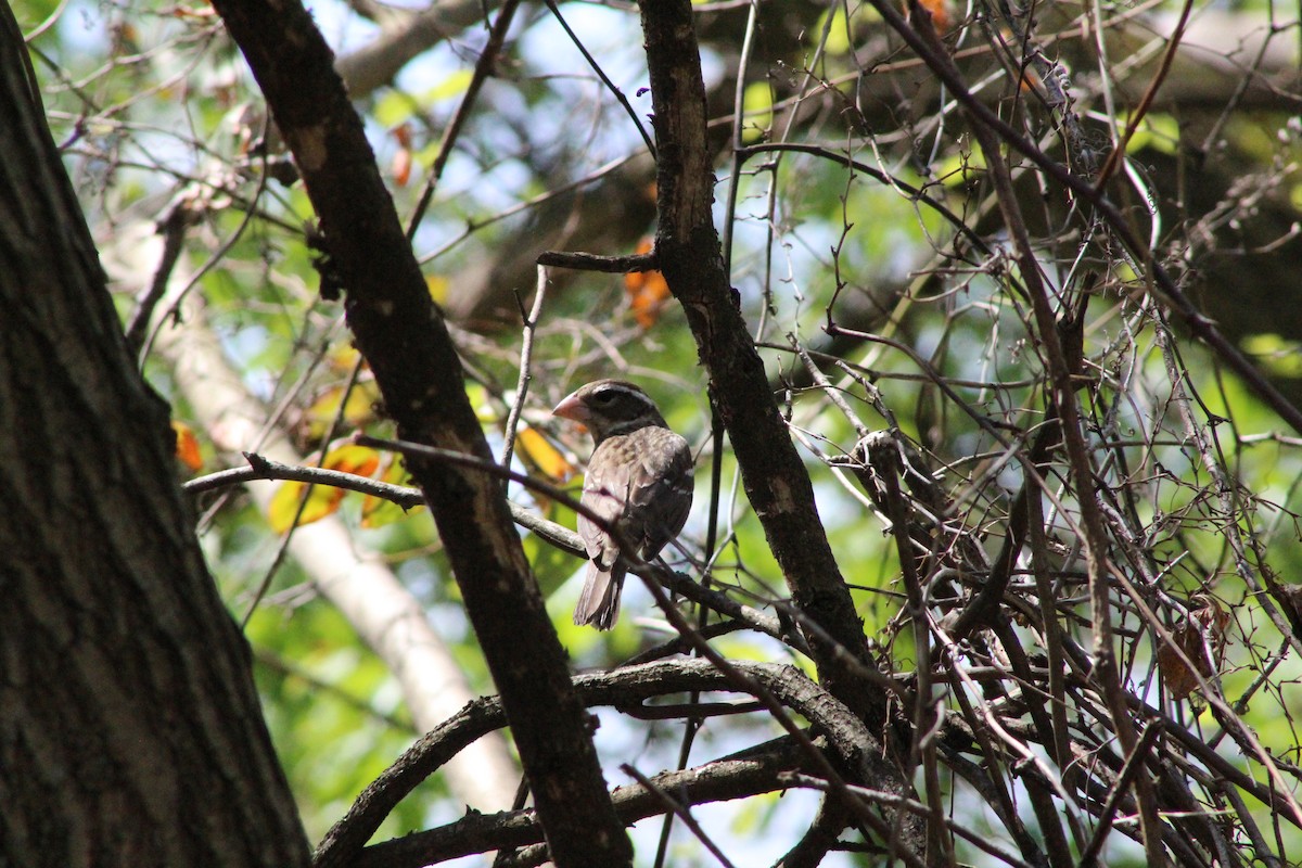 Rose-breasted Grosbeak - Arturo C Romua Jr