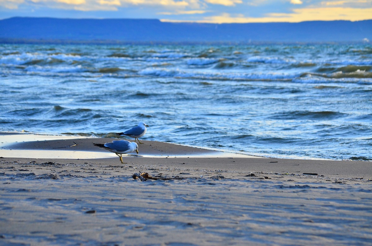 Ring-billed Gull - ML334424451
