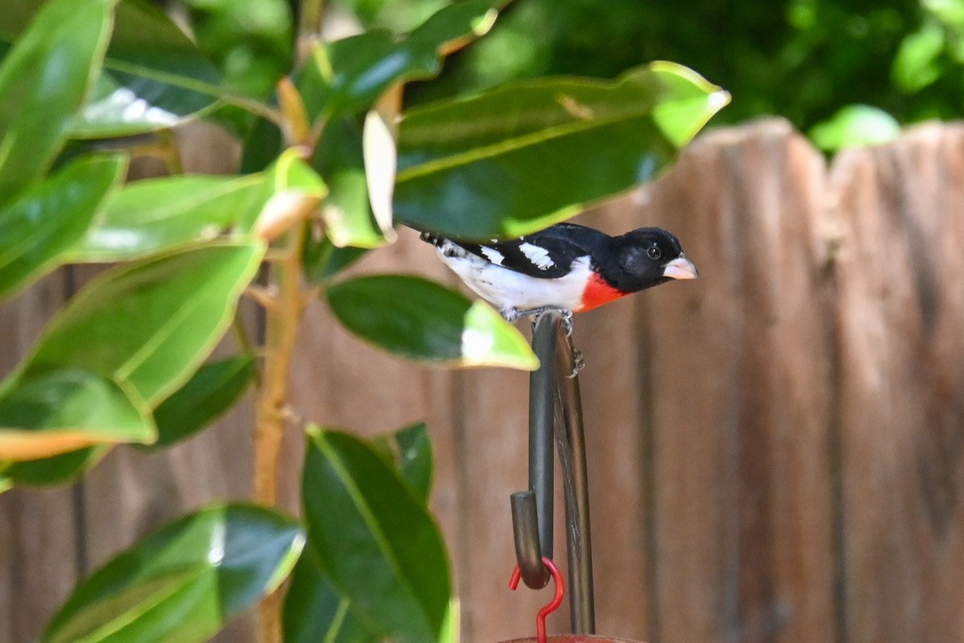 Rose-breasted Grosbeak - ML334424531