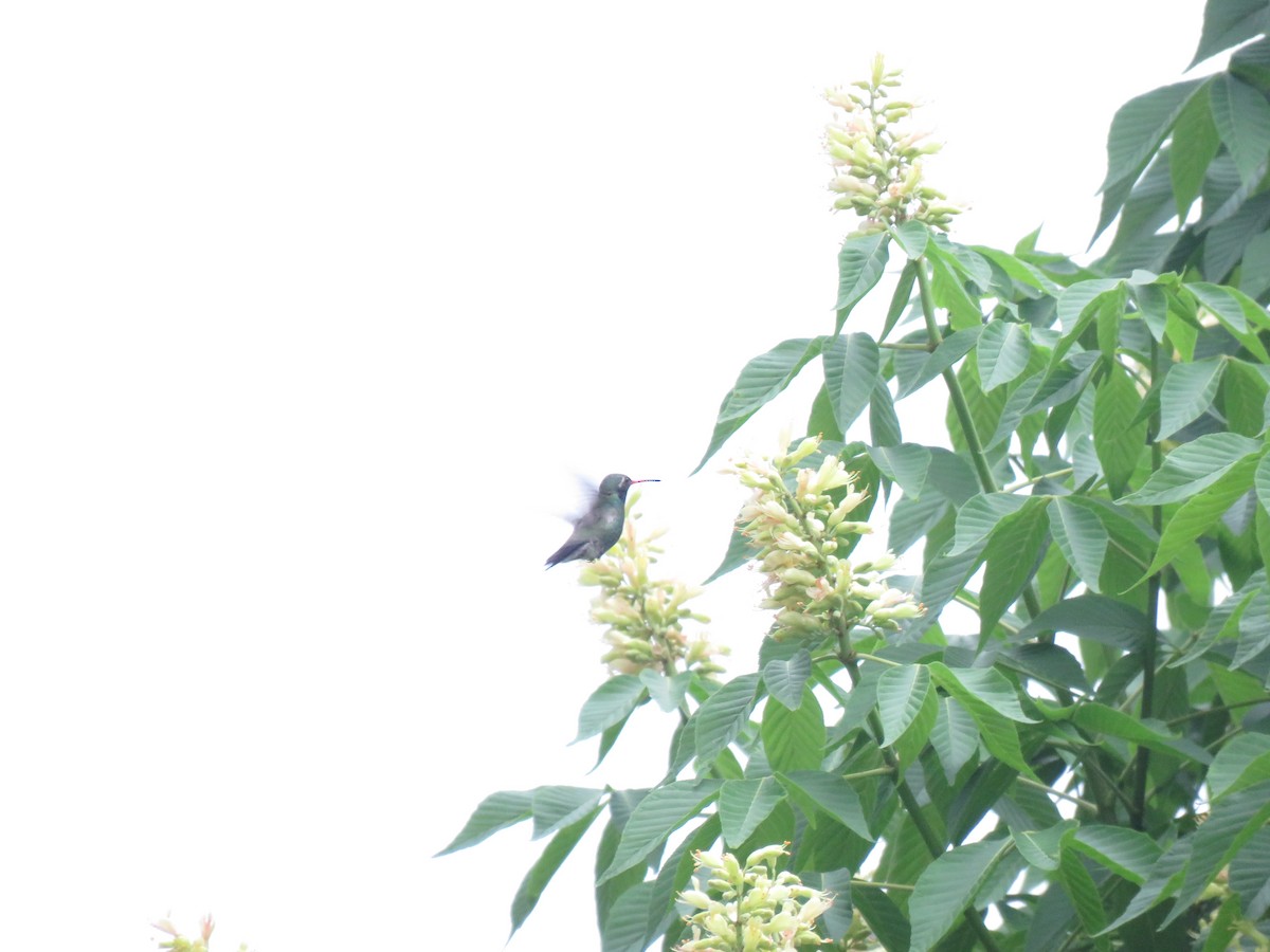 Broad-billed Hummingbird - ML334424821