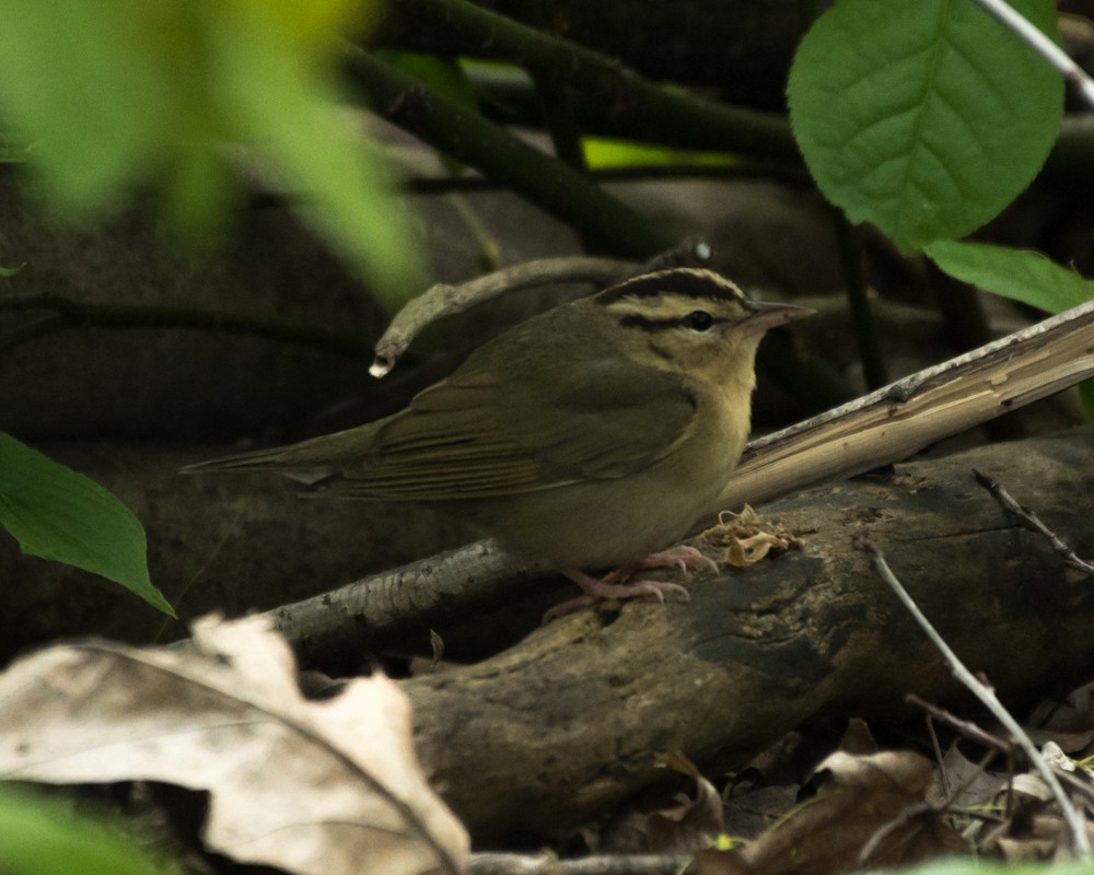 Worm-eating Warbler - josh Ketry
