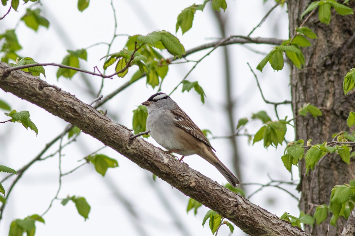 White-crowned Sparrow - Craig Kingma
