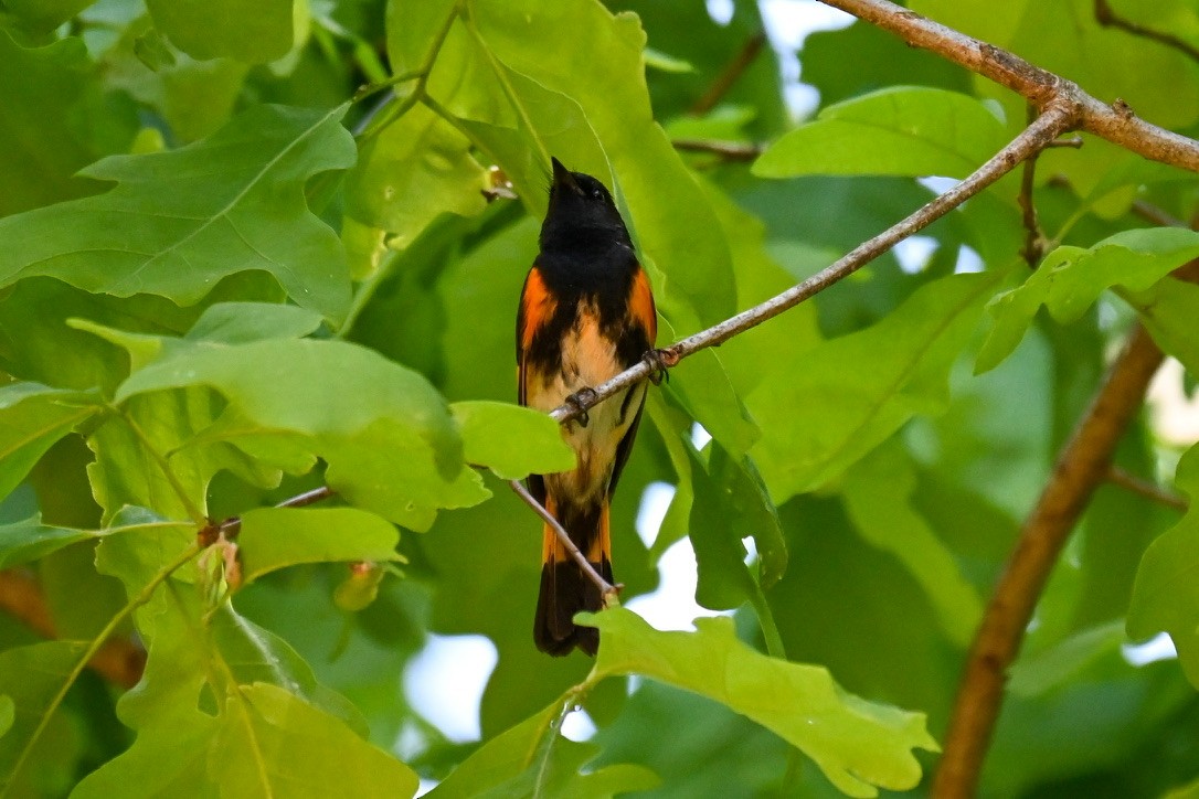 American Redstart - ML334426051
