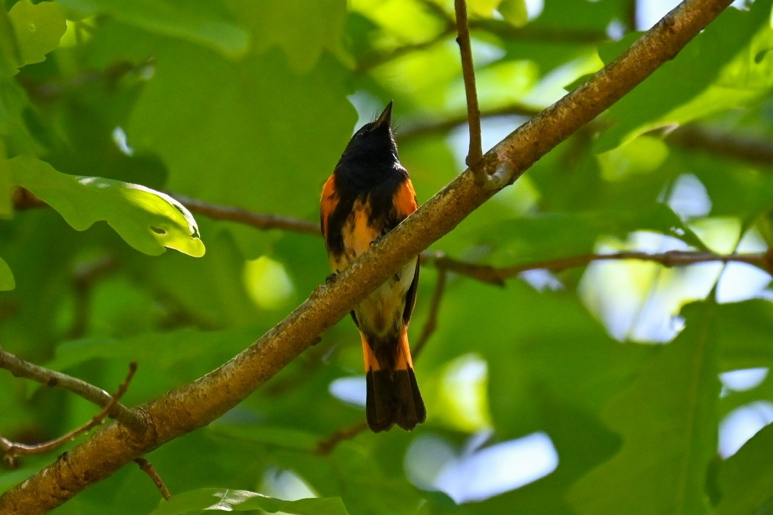 American Redstart - ML334426291