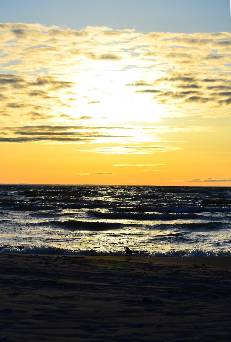 Common Grackle - ML334426521