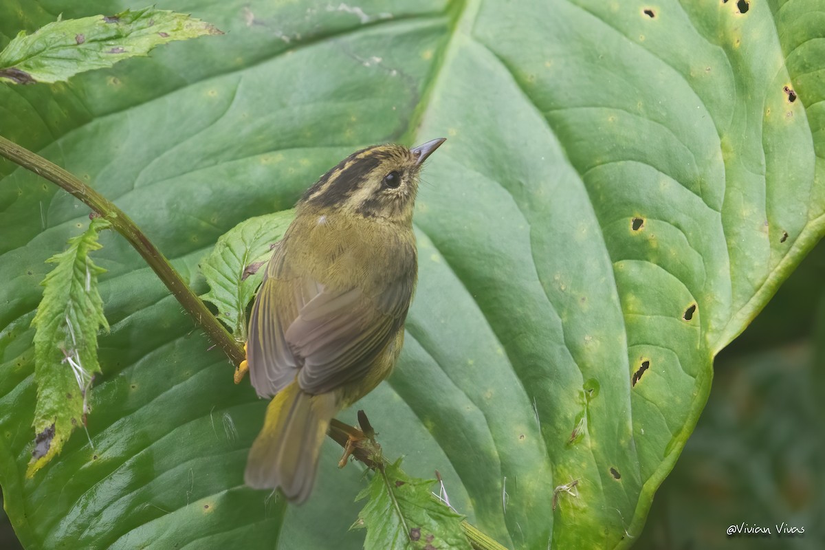 Three-striped Warbler - ML334426611