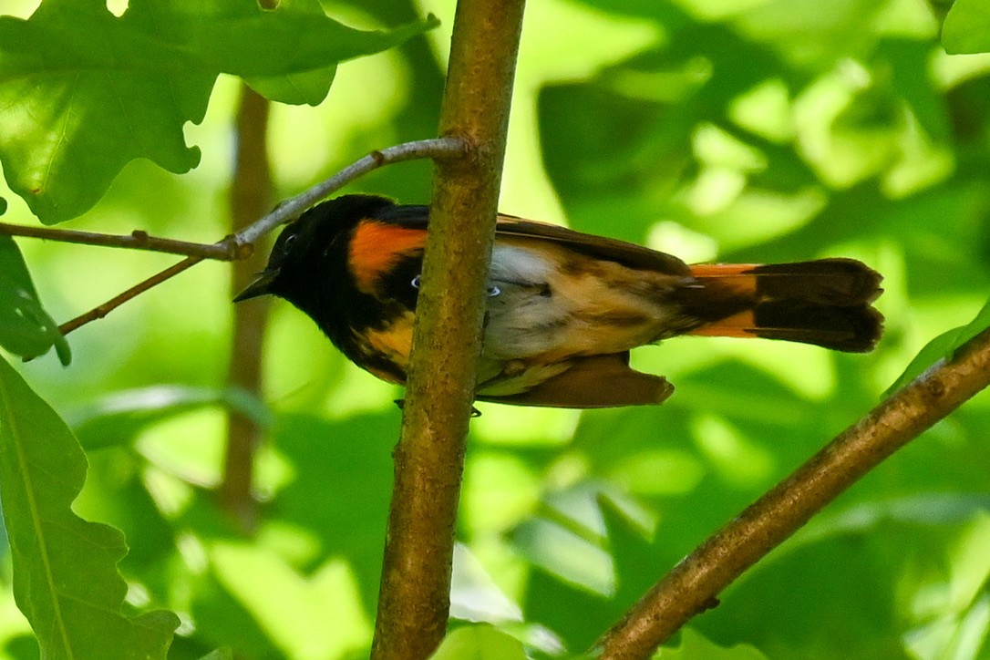 American Redstart - ML334426621