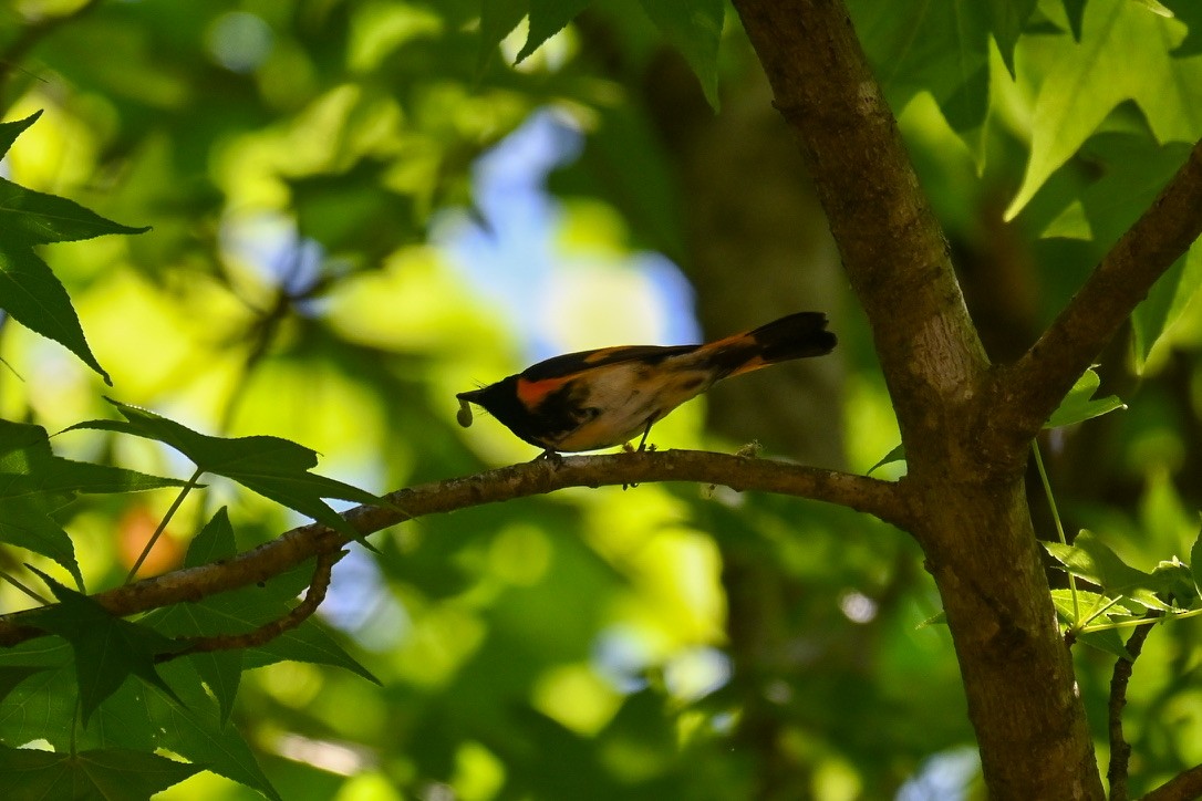 American Redstart - ML334427361