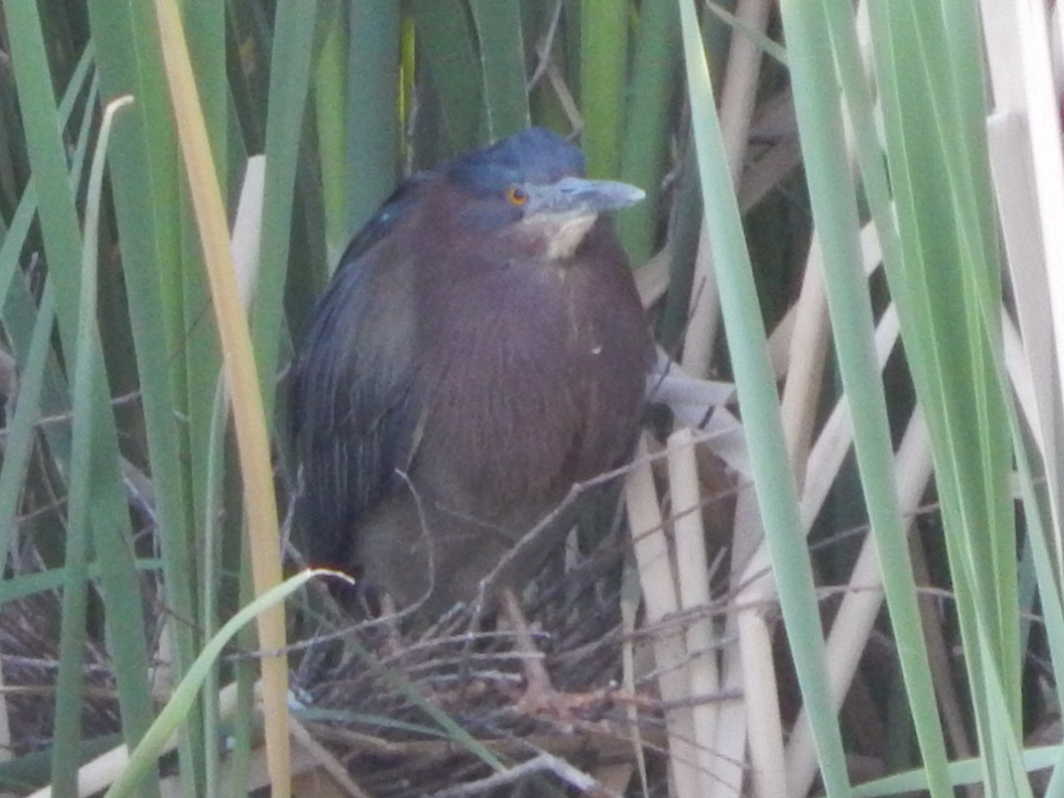 Green Heron - ML334427821