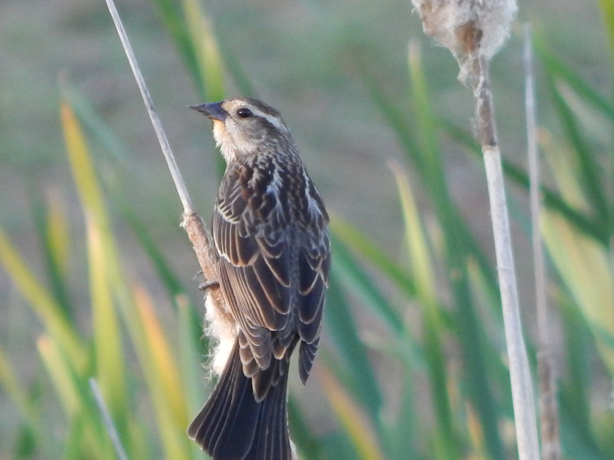 Red-winged Blackbird - ML334428211