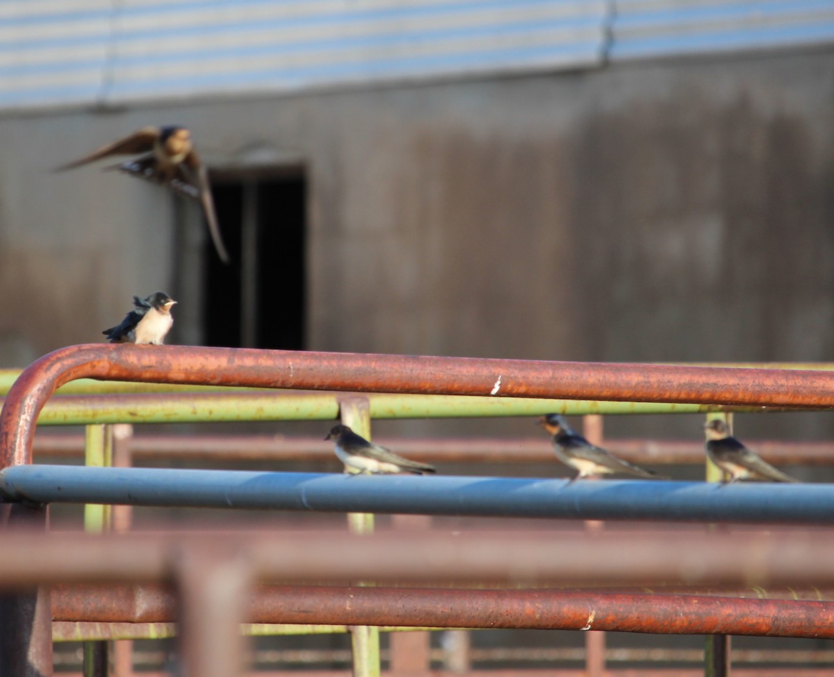 Barn Swallow - ML33442831