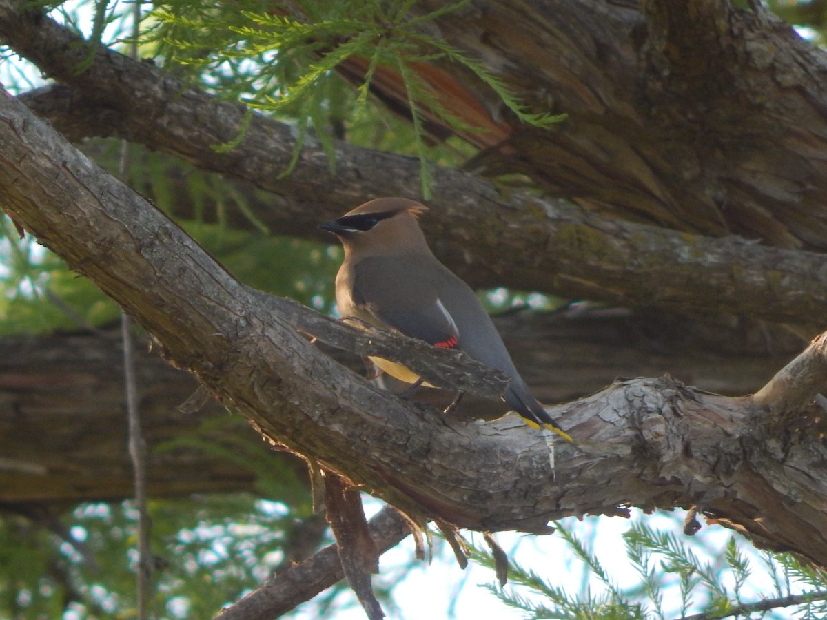 Cedar Waxwing - ML334428321