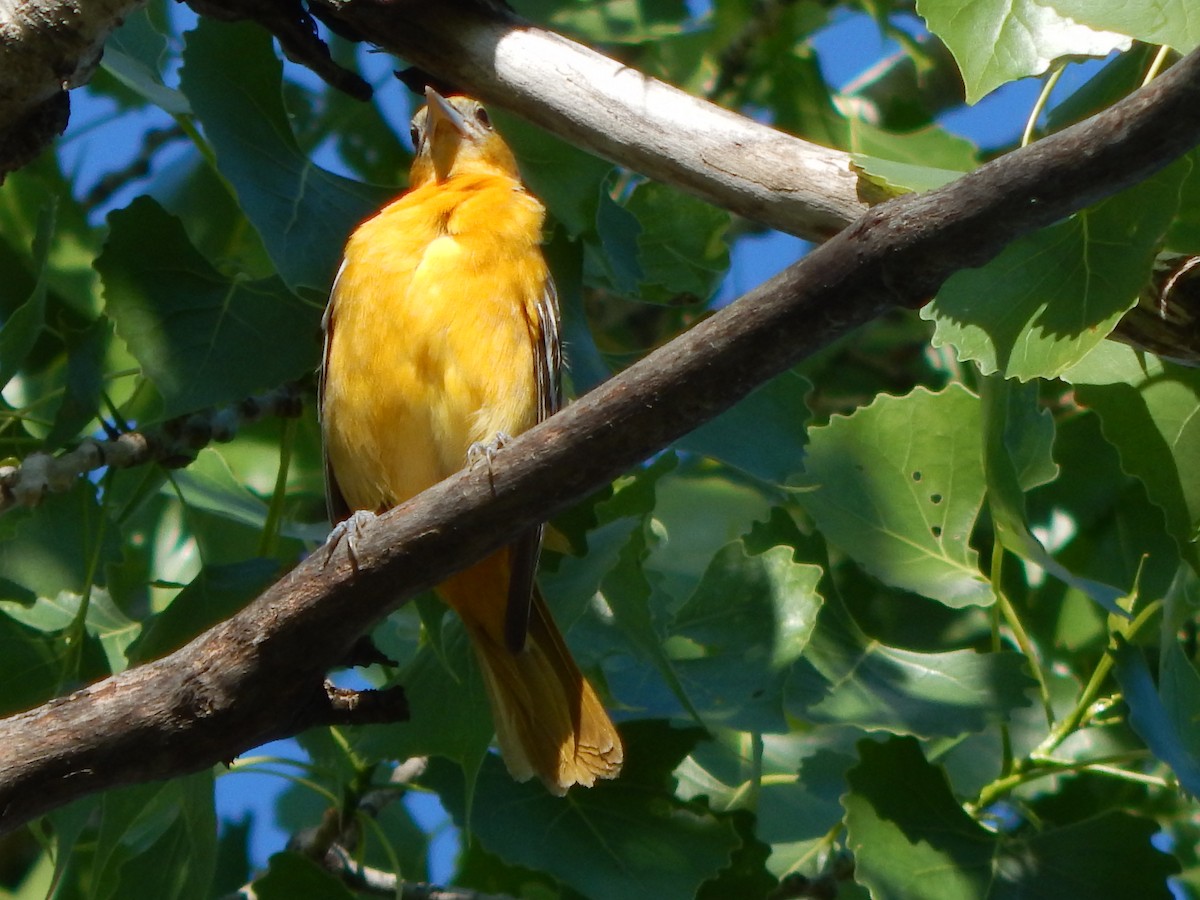 Baltimore Oriole - ML334429401
